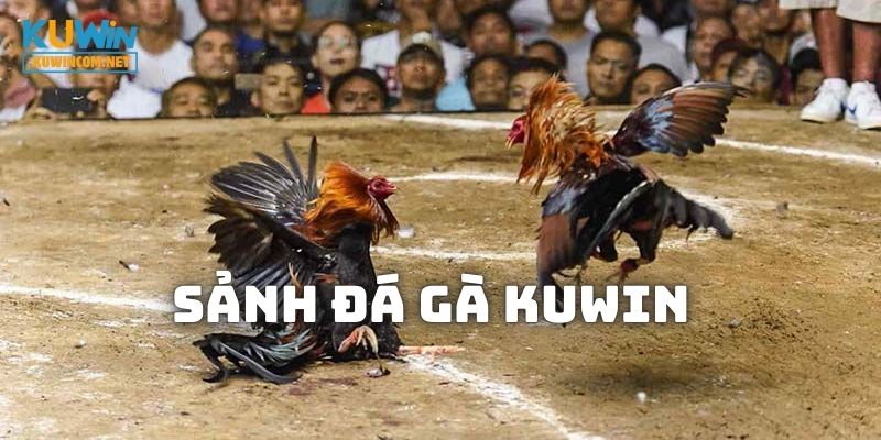 Đôi nét về sảnh Đá Gà KUWIN lừng dành trong giới đổi thưởng